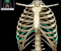 Image: false ribs