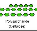 Image: cellulose