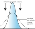 Image: stabilizing selection