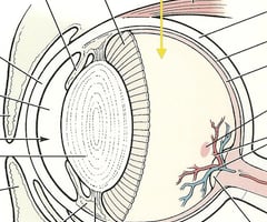 Image: vitreous