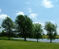 Image: 5 trees - 1 tree =