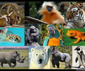 Image: species