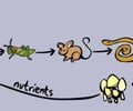Image: Food chain