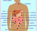 Image: digestion