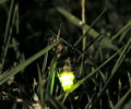 Image: Bioluminescence