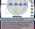 Image: Metaphase