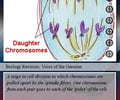 Image: Anaphase