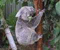 Image: Herbivore