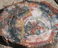 Image: petrified fossil