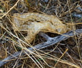 Image: molting