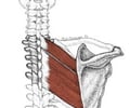 Image: Rhomboids (major & minor)