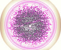 Image: Unicellular