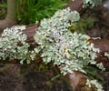 Image: lichen