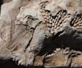 Image: Fossil
