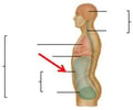 Image: abdominal cavity