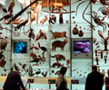 Image: biodiversity