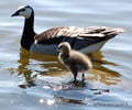 Image: Offspring