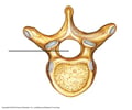 Image: vertebral foraman