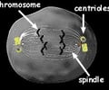 Image: Centriole