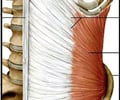 Image: Thoracolumnar Aponeurosis