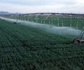 Image: Green Revolution
