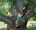 Image: Sitting on the top of a tree