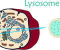Image: lysosome