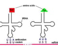 Image: anti-codon