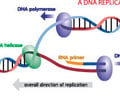 Image: DNA polymerase