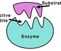 Image: Are enzymes specific?