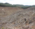 Image: deforestation