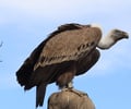 Image: Scavenger