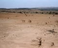 Image: Desertification