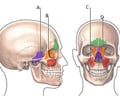 Image: sinuses