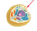Image: cell membrane