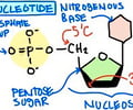 Image: Nucleotide