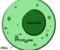 Image: cytoplasm