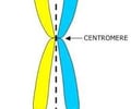 Image: Chromosomes