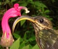 Image: coevolution