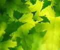 Image: Autotroph