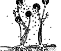 Image: spore