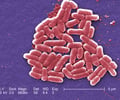 Image: Eubacteria