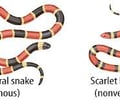 Image: Mimicry