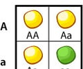 Image: Recessive