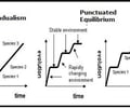 Image: Punctuated equilibrium
