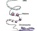 Image: Histones