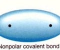 Image: Define a nonpolar covalent bond