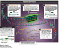 Image: Steps of Transcription