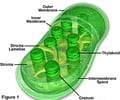 Image: chloroplast