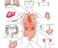 Image: Organ System